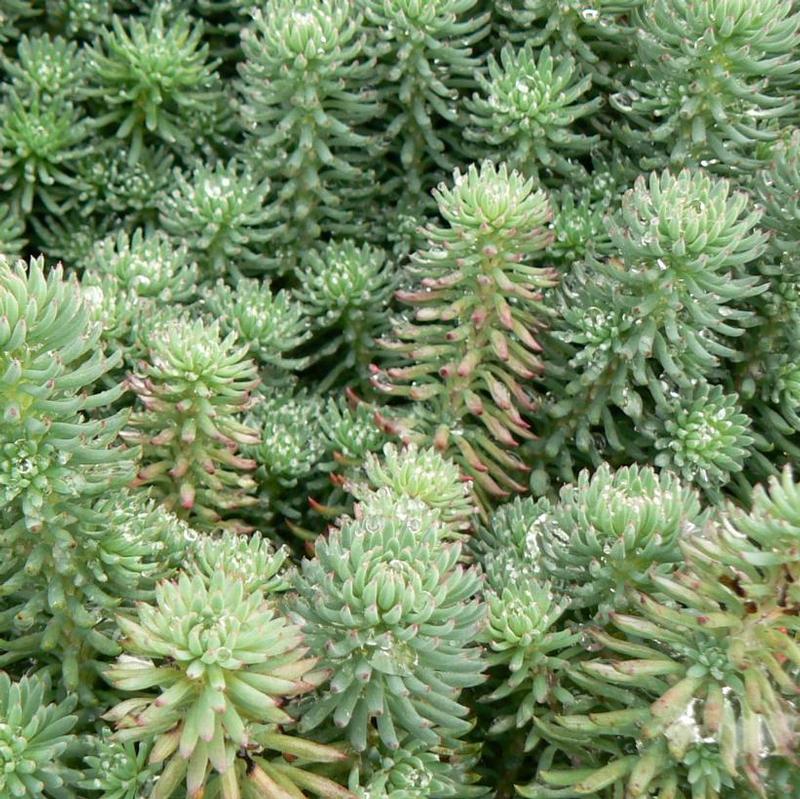 Sedum reflexum 