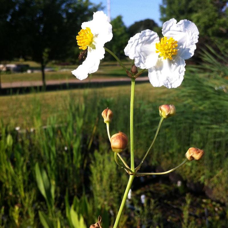 Alisma plantago-aquatica 