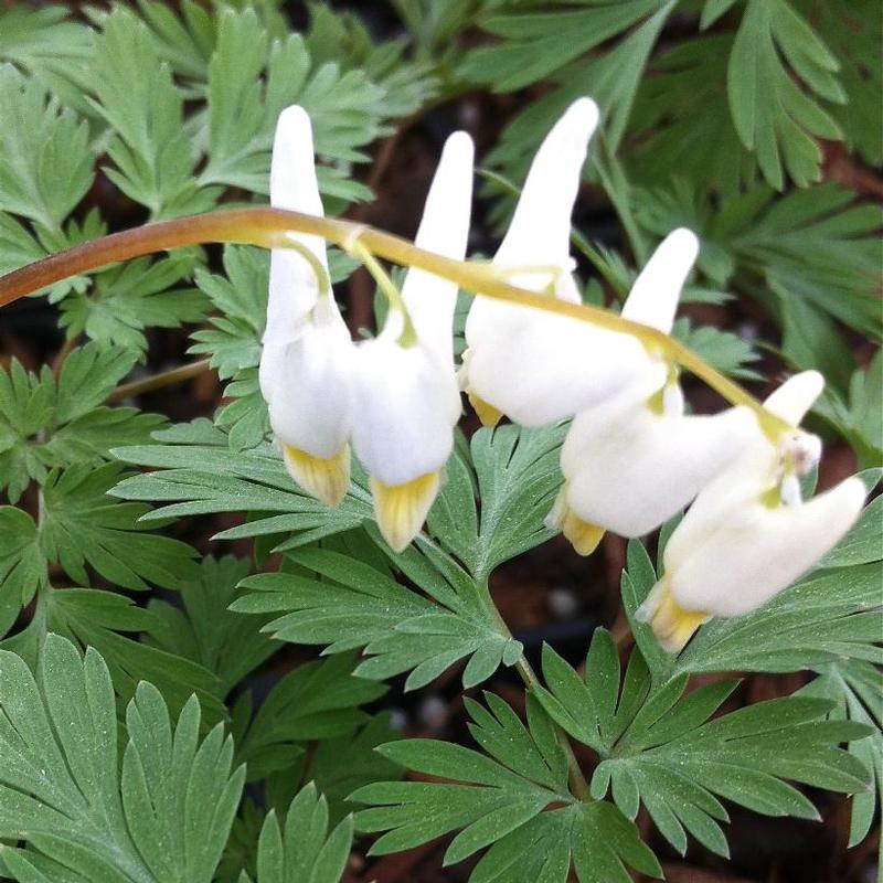Dicentra cucullaria 