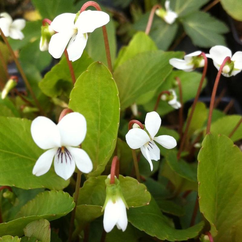 Viola canadensis 