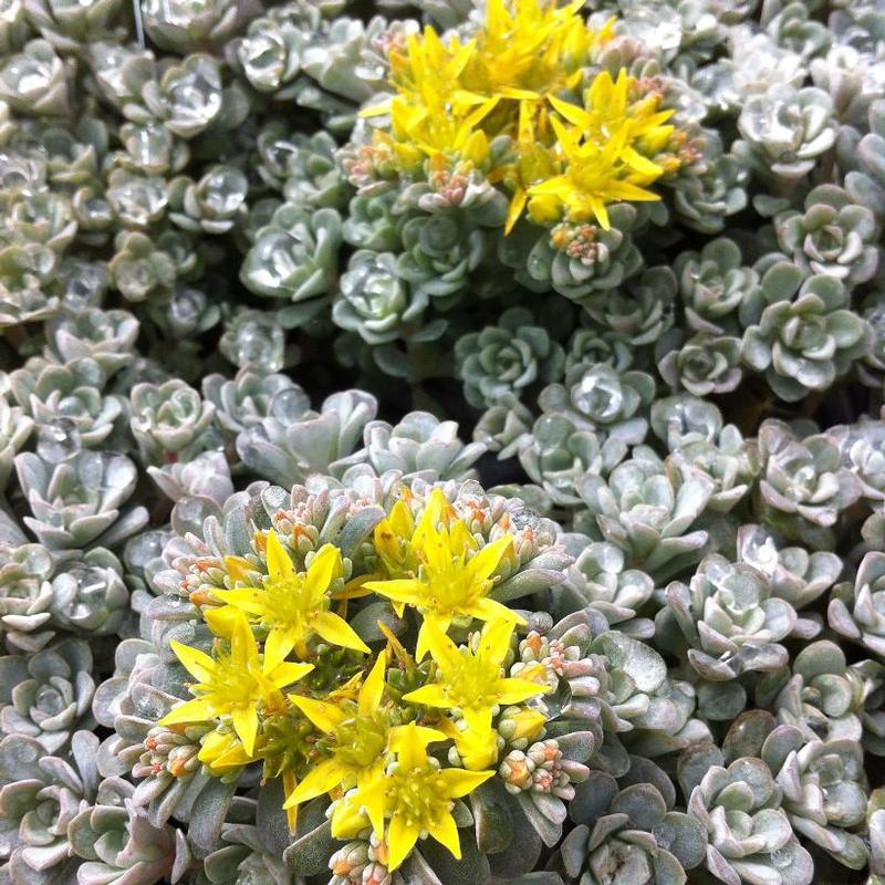 Sedum spathulifolium Cape Blanco