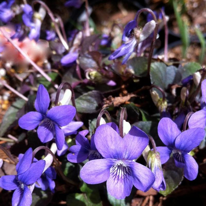 Viola riviniana Purpurea Group