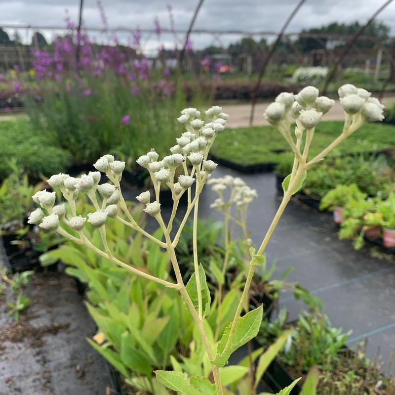 Parthenium integrifolium 
