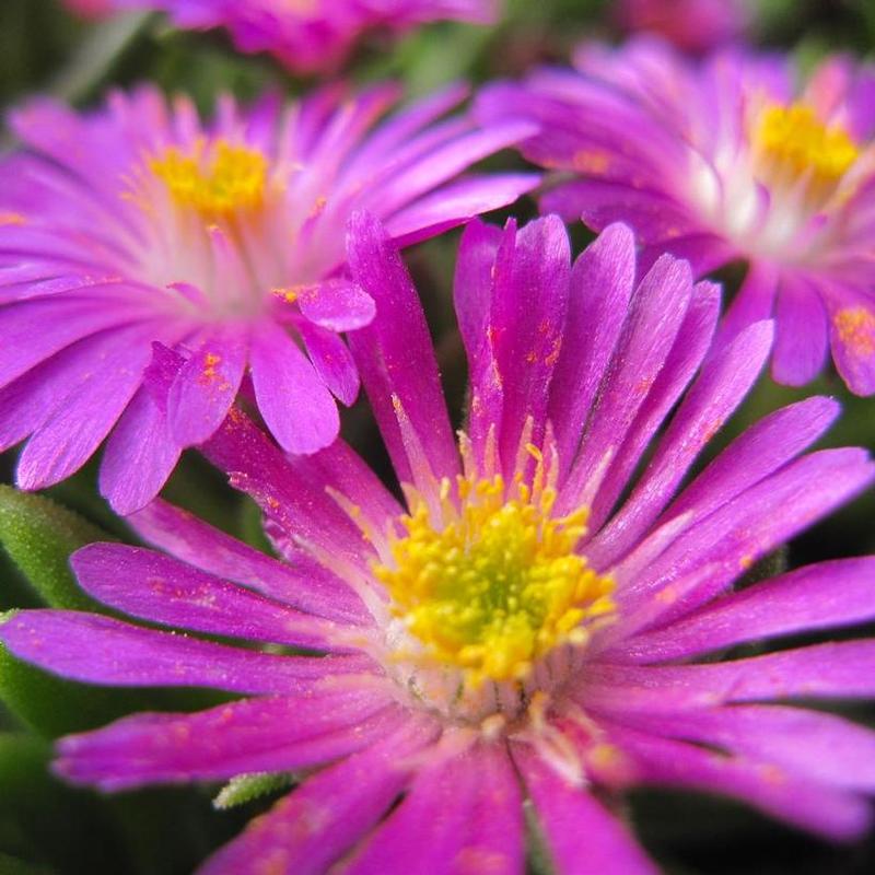 Delosperma cooperi Jewel of the Desert DSAB13-1