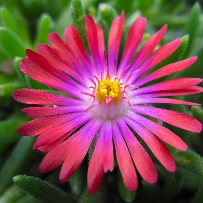 Delosperma cooperi Jewel of the Desert Jewel of the Desert Garnet