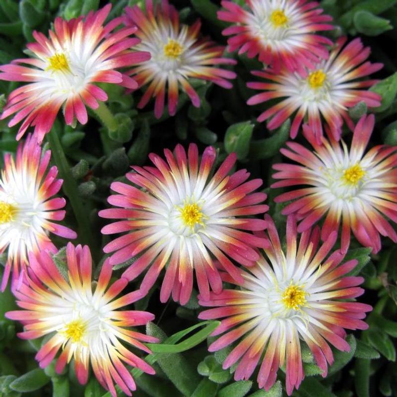 Delosperma cooperi Jewel of the Desert Jewel of the Desert Ruby