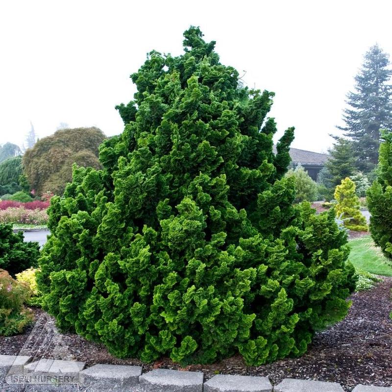 Chamaecyparis obtusa Nana Gracilis