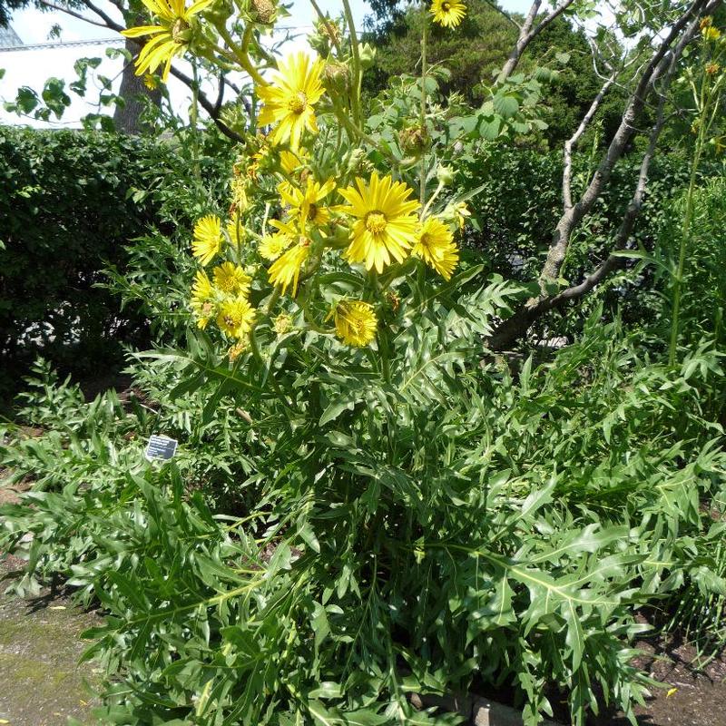 Silphium laciniatum 