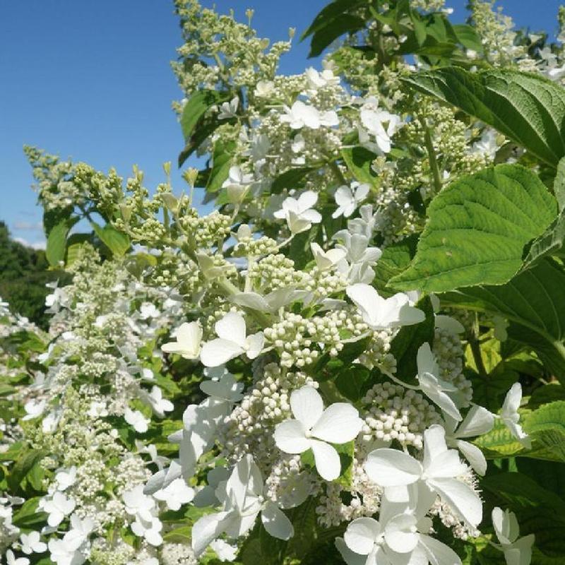 Hydrangea paniculata Mega Pearl