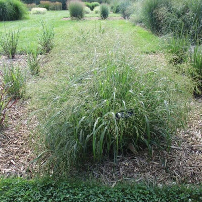 Panicum virgatum Cape Breeze