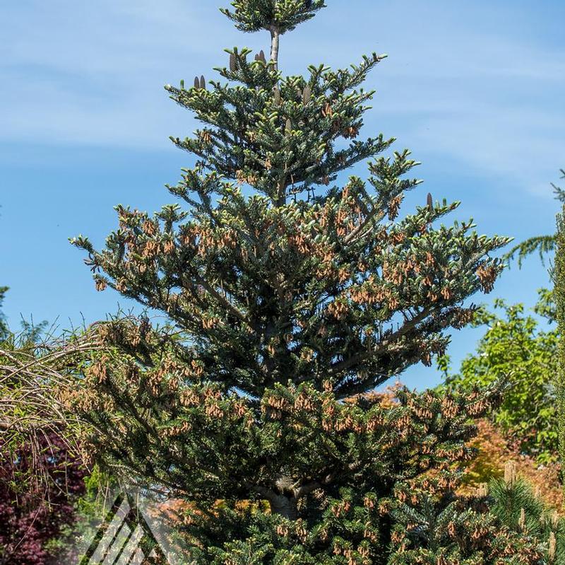 Abies koreana Silver Show