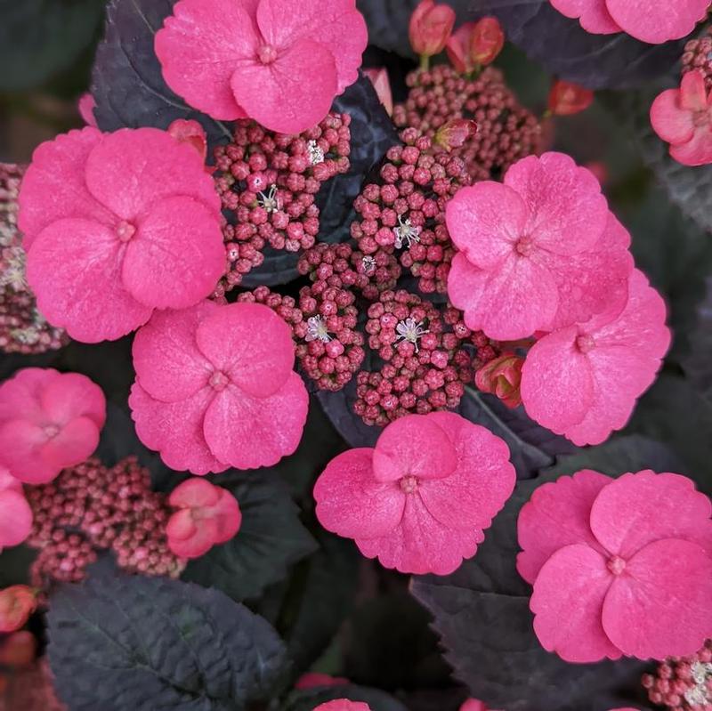Hydrangea serrata Bloomin' Easy® JPDO1