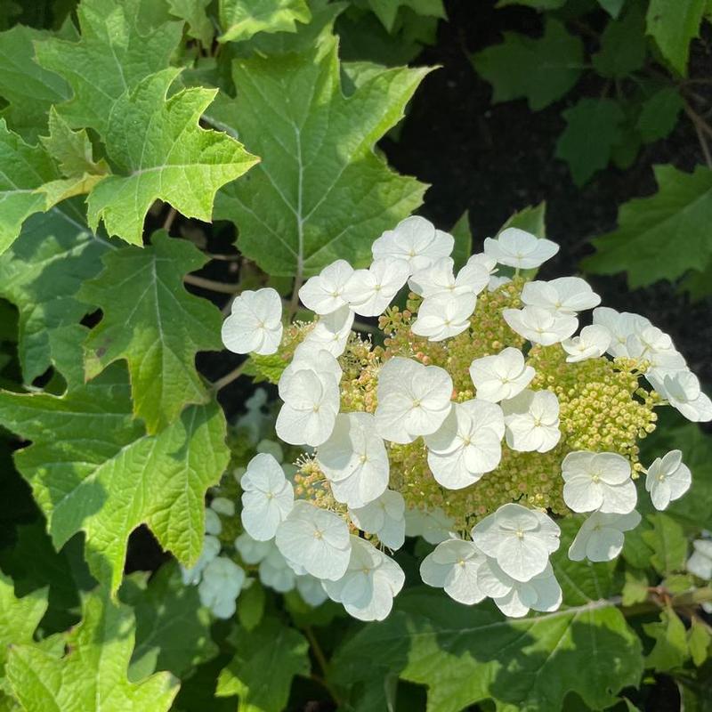 Hydrangea quercifolia Bloomin' Easy® Bocotoso