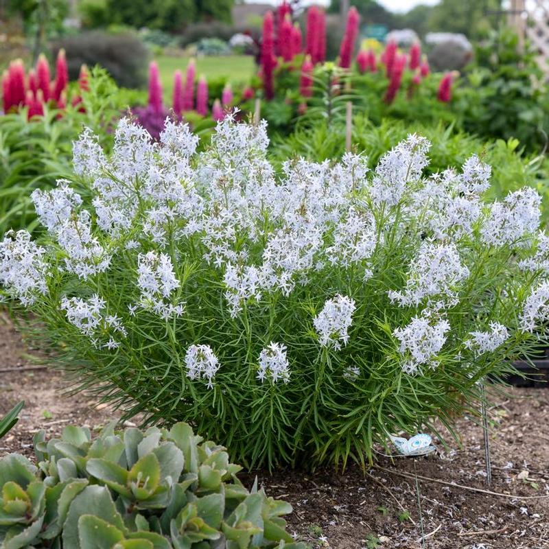 Amsonia x String Theory