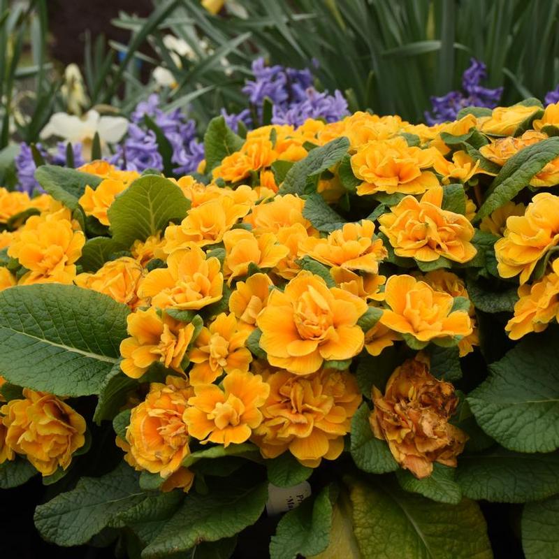 Primula vulgaris Prima Belarina® Kerbelman