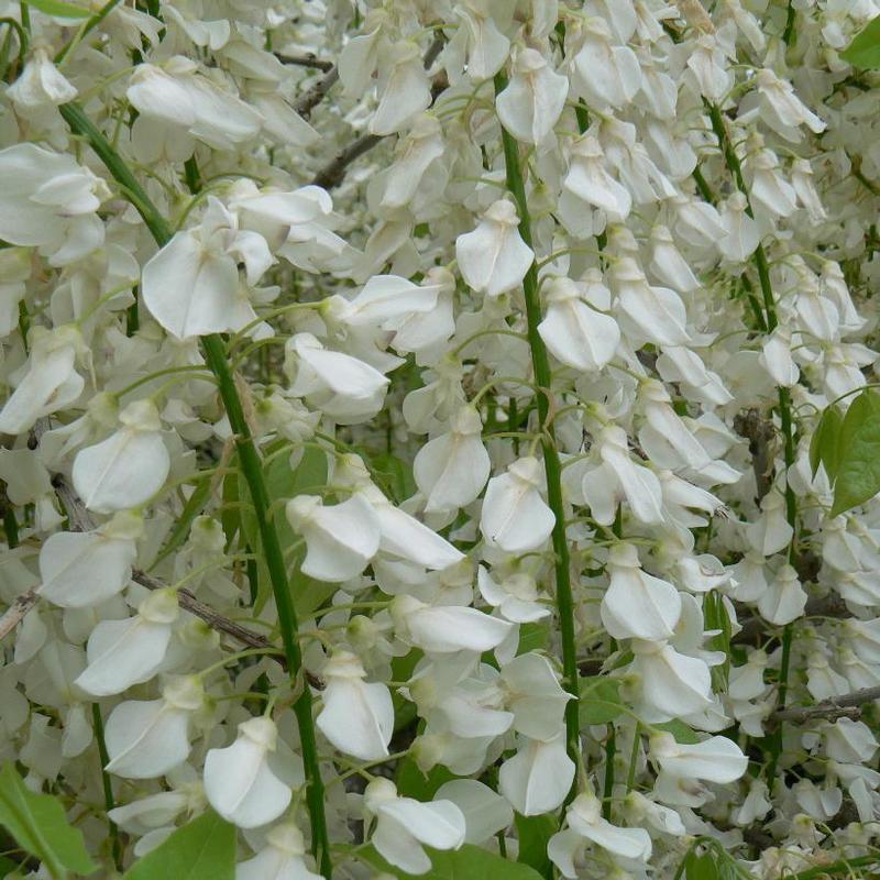 Wisteria sinensis Alba