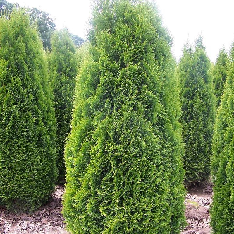 Thuja occidentalis Brandon