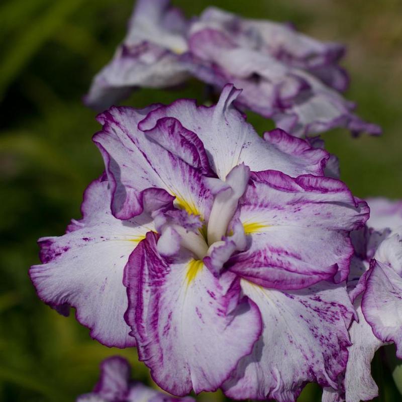 Iris ensata Dinner Plate™ Harlenquinesque