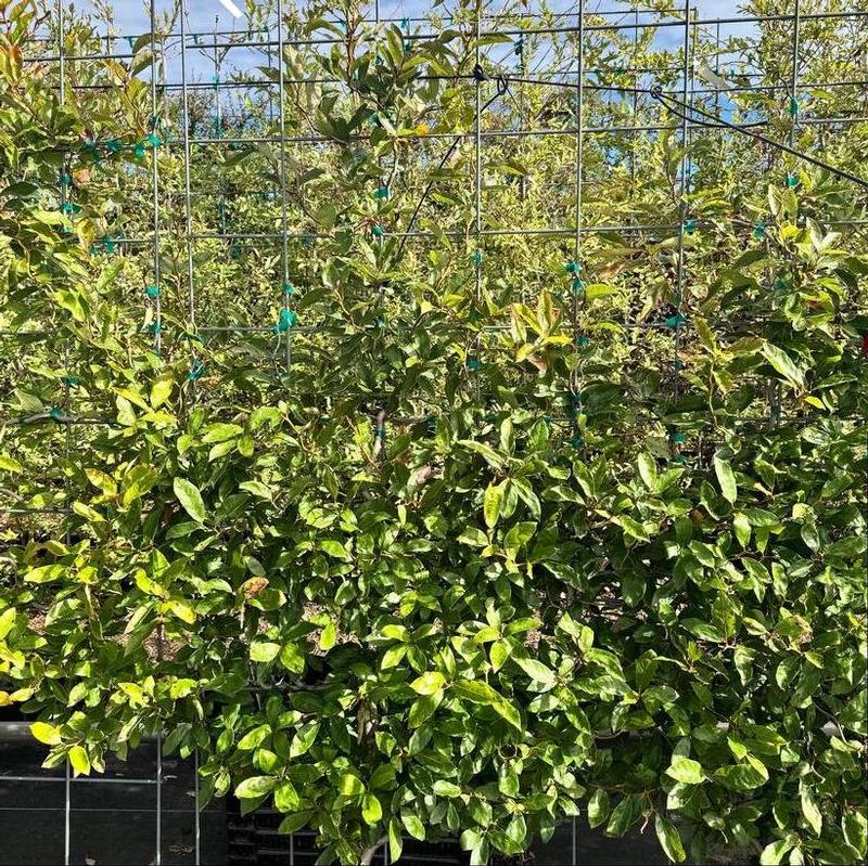 Nyssa sylvatica Zydeco Twist