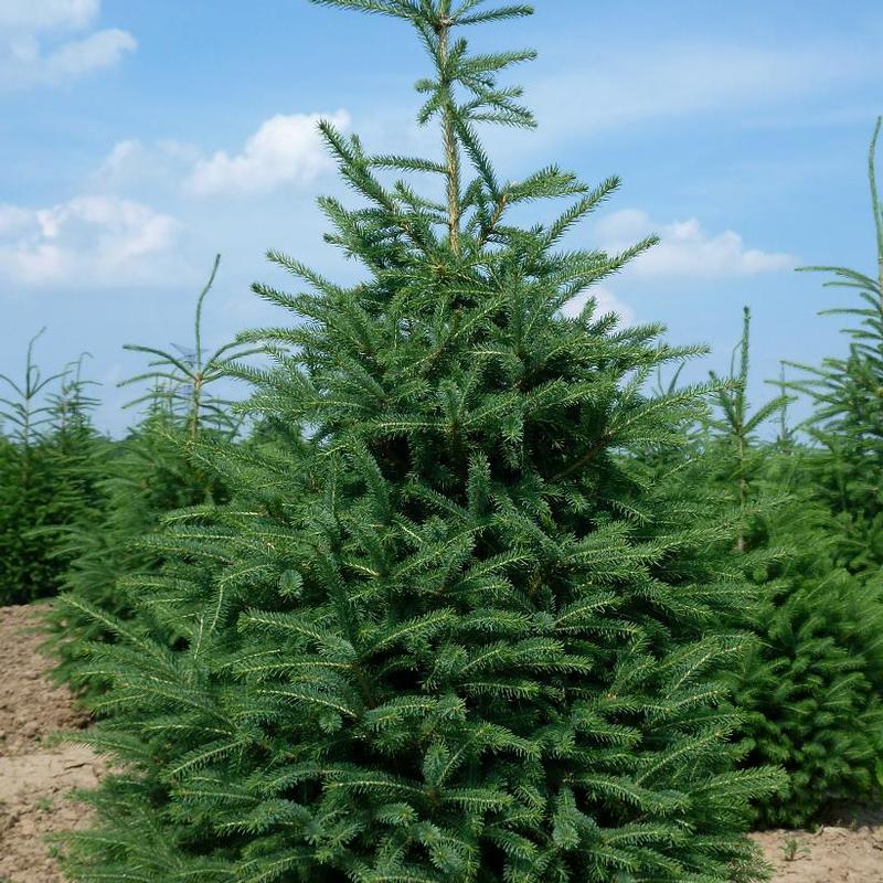 Picea glauca Densata