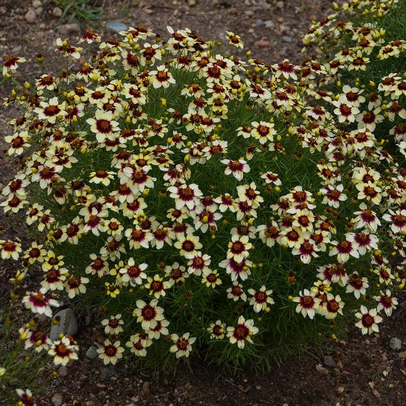 Coreopsis verticillata Sizzle & Spice® Red Hot Vanilla