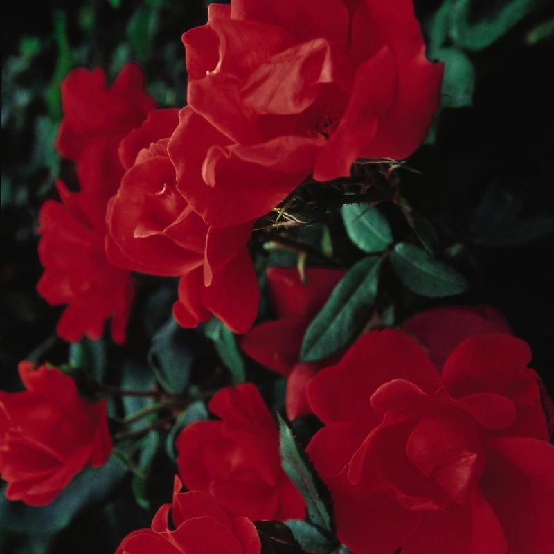 Rosa Knock Out® RADrazz