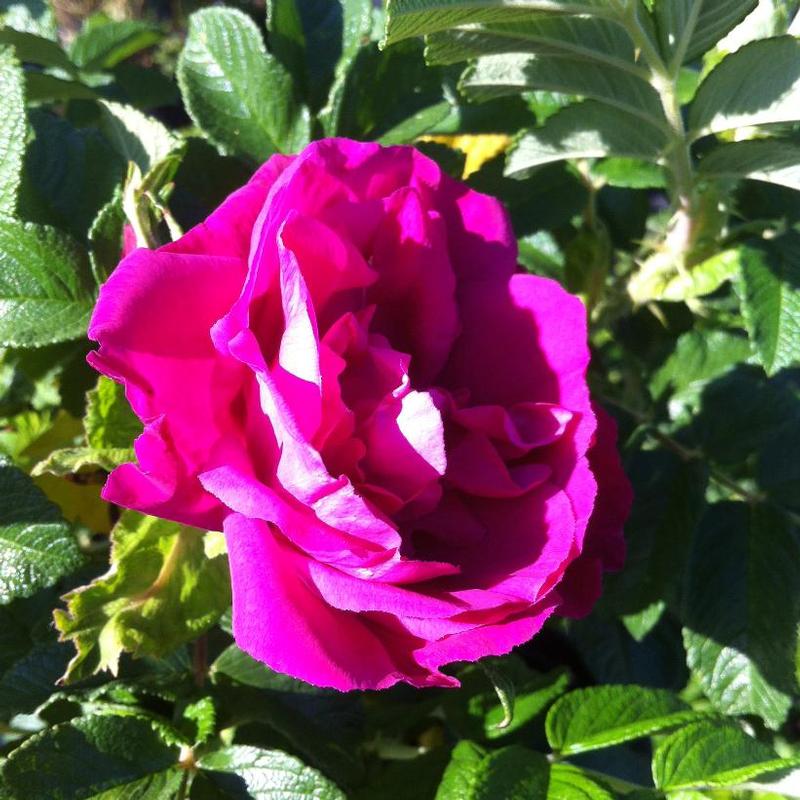 Rosa HANuhl