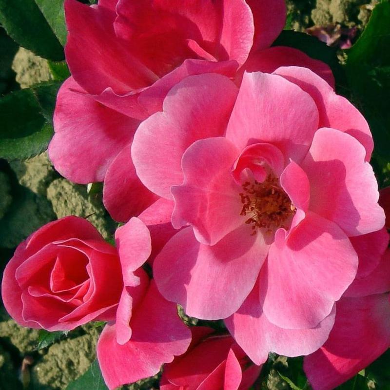 Rosa Knock Out® RADcon