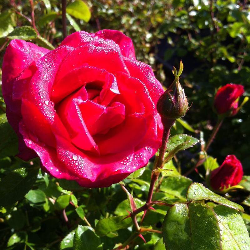Rosa Easy Elegance® BAigirl
