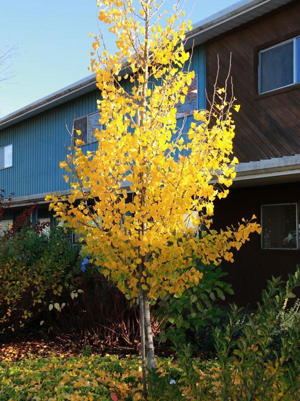 Ginkgo biloba The President