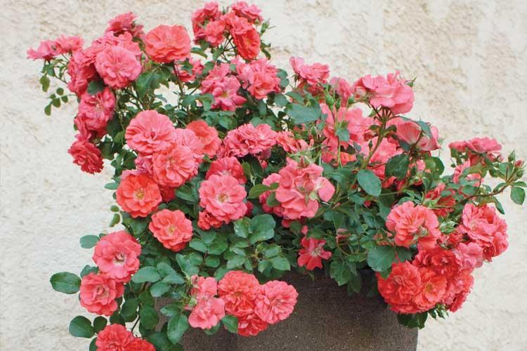 Rosa Meifrifora