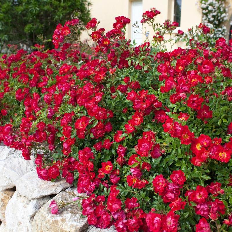Rosa Drift® meigalpio