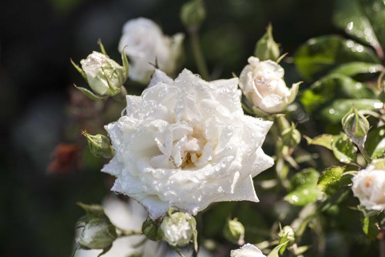 Rosa Meizorland
