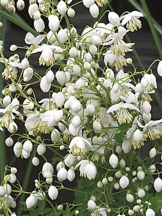 Thalictrum delavayi Splendide Album