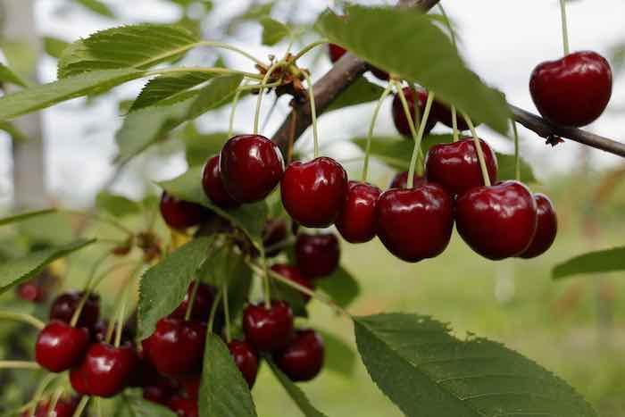Cherry Black Gold