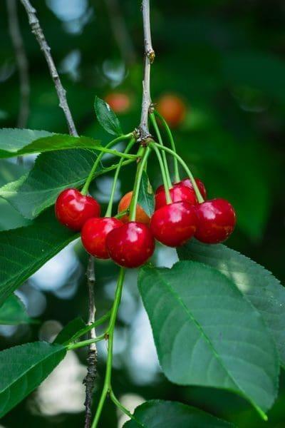Cherry Cutie Pie