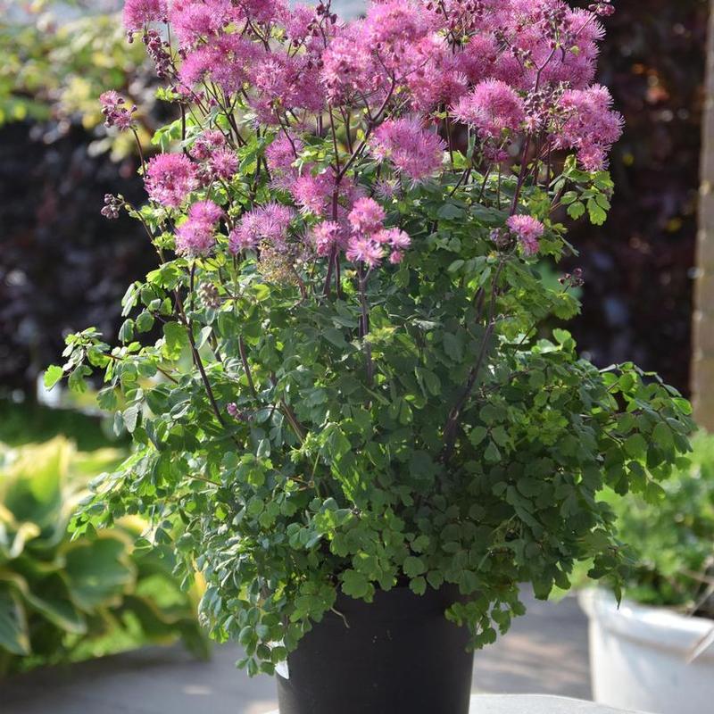 Thalictrum delavayi My Little Favorite