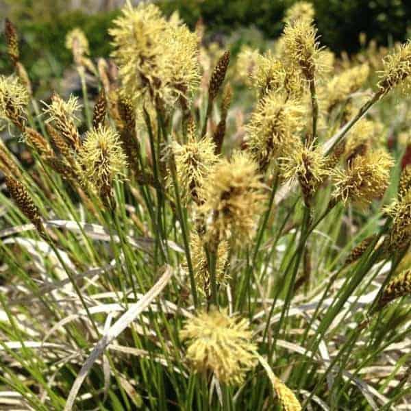 Carex pensylvanica Straw Hat