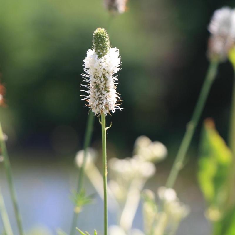 Dalea candida 