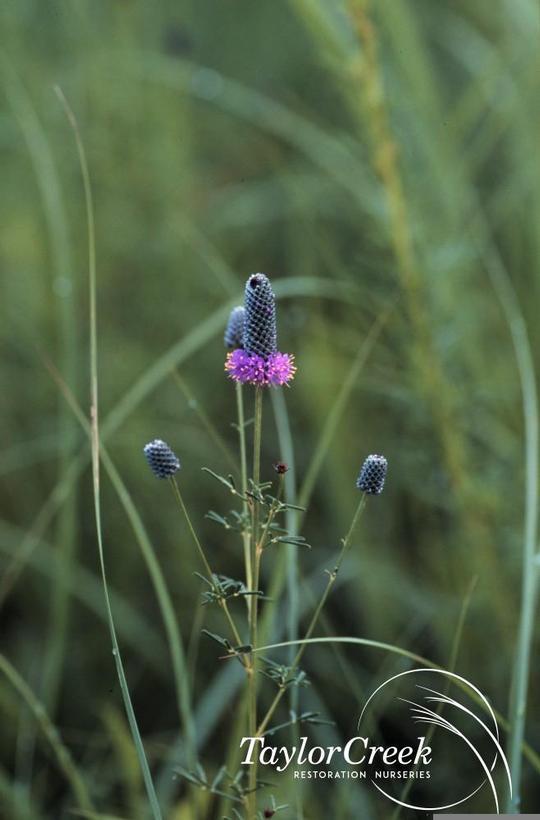 Dalea purpurea 