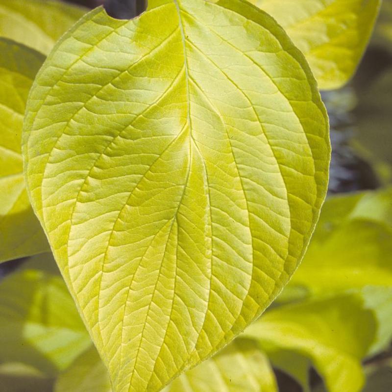 Cornus alba Aurea