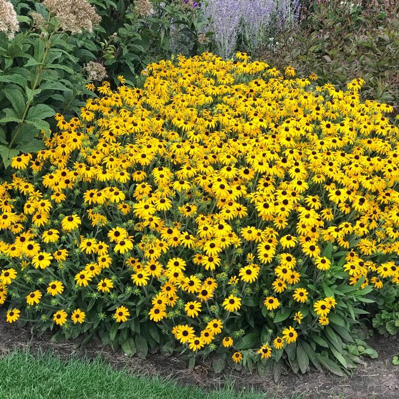 Rudbeckia American Gold Rush