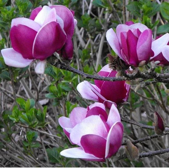 Magnolia x Cameo
