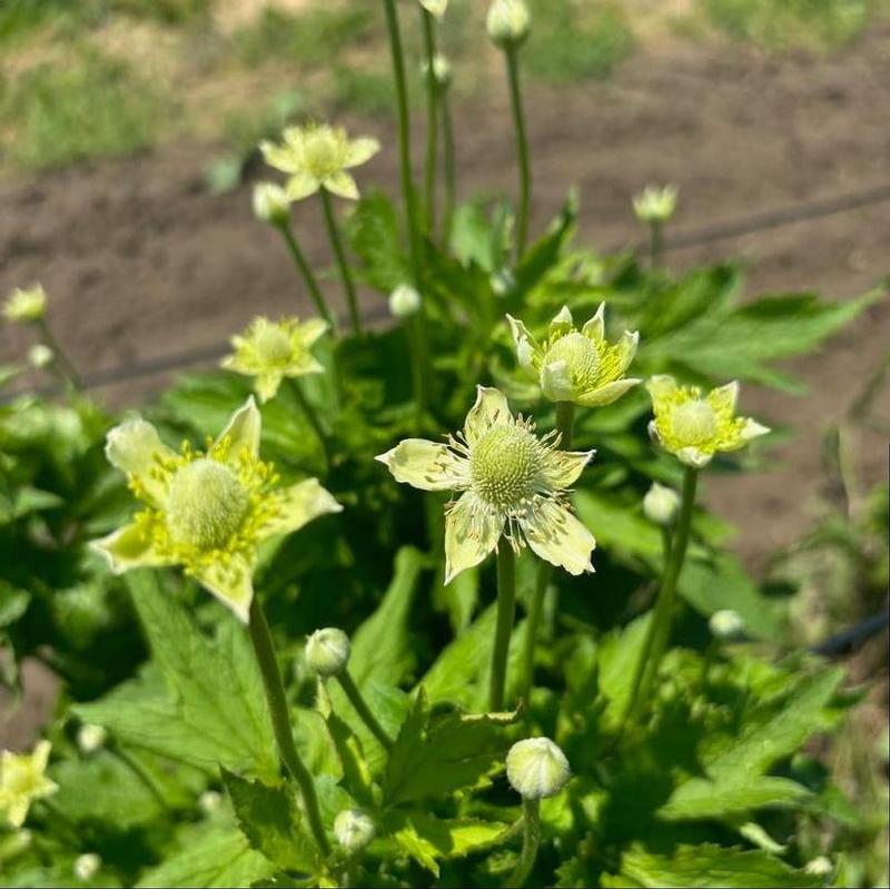 Anemone virginiana 