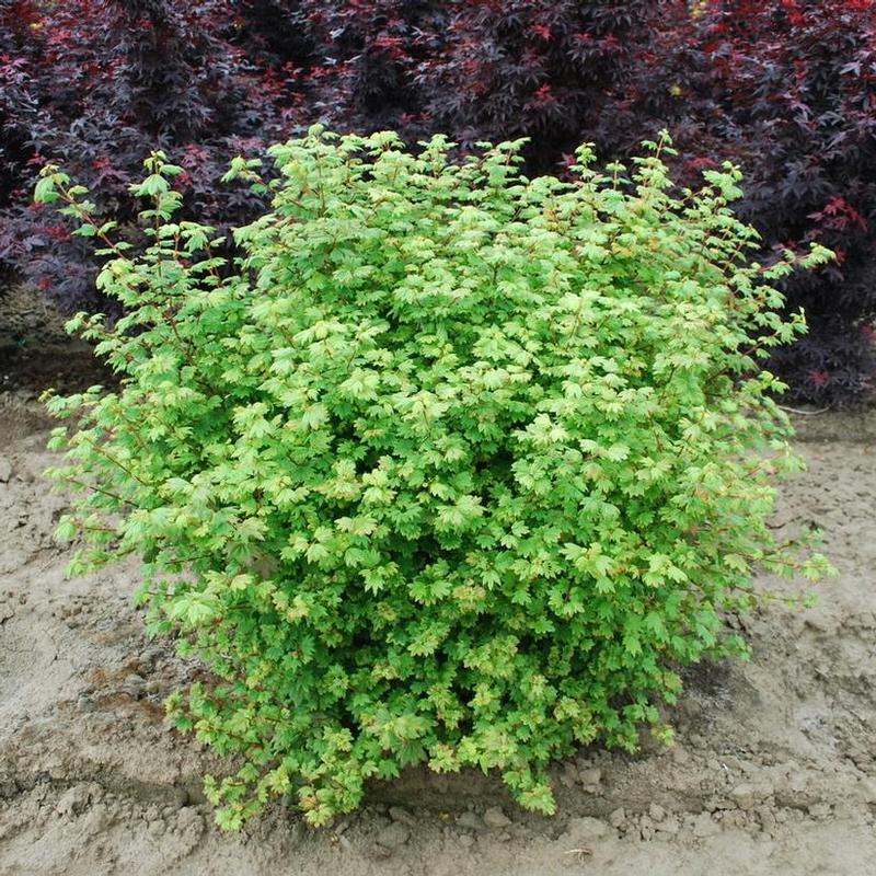 Acer circinatum Little Gem