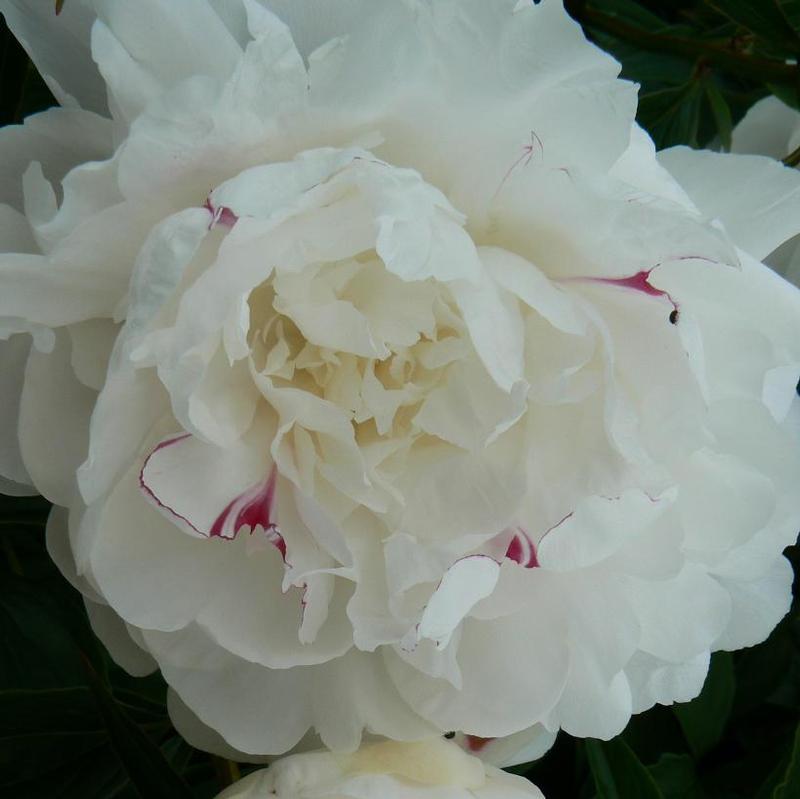 Paeonia Festiva Maxima