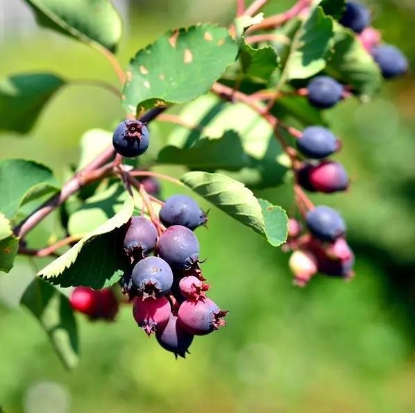 Saskatoon Berry Honeywood