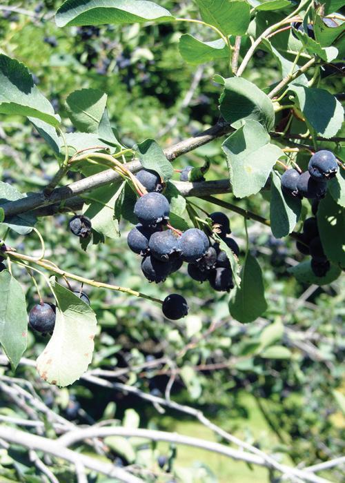Saskatoon Berry Northline