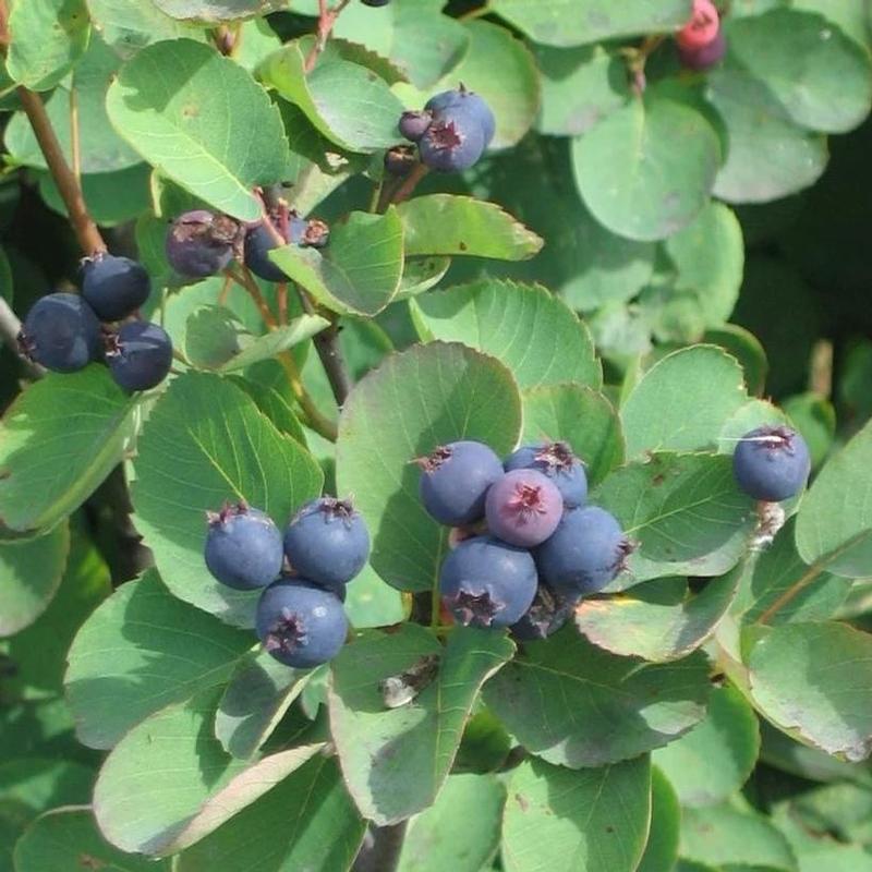 Saskatoon Berry Smokey