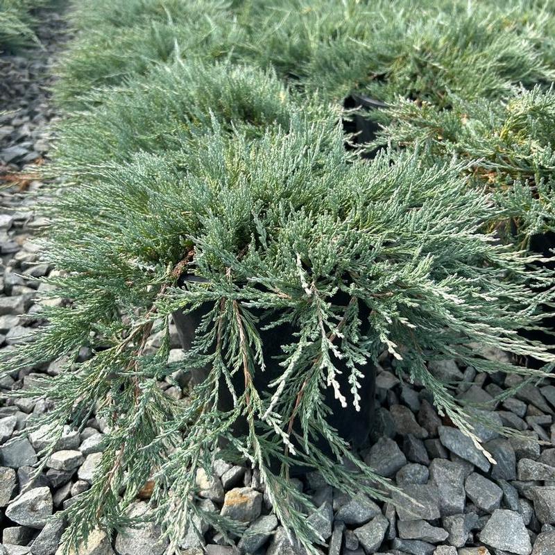 Juniperus horizontalis Blue Wonder